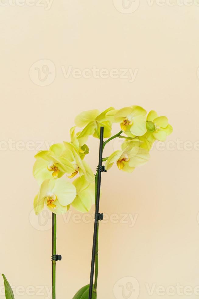 Homemade potted plant on a white and yellow background photo