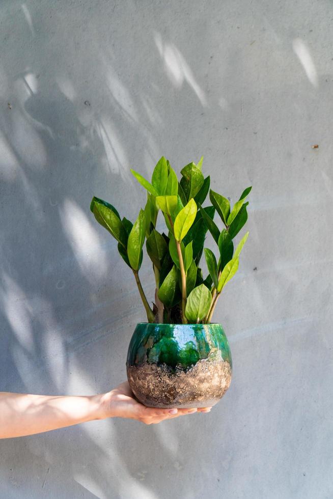 A home plant in a pot in your hands photo