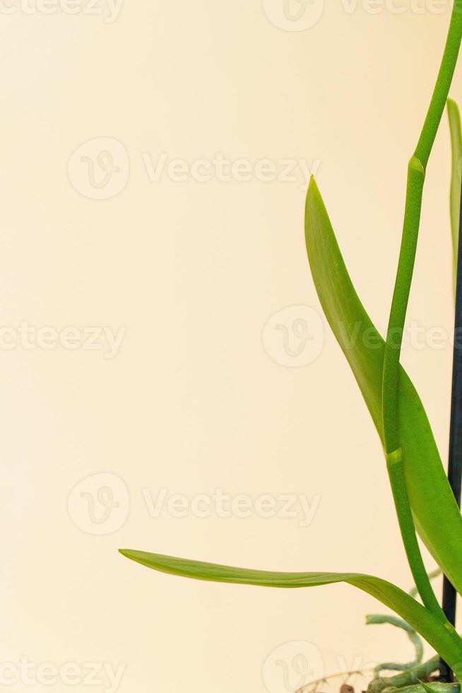 Homemade potted plant on a white and yellow background photo