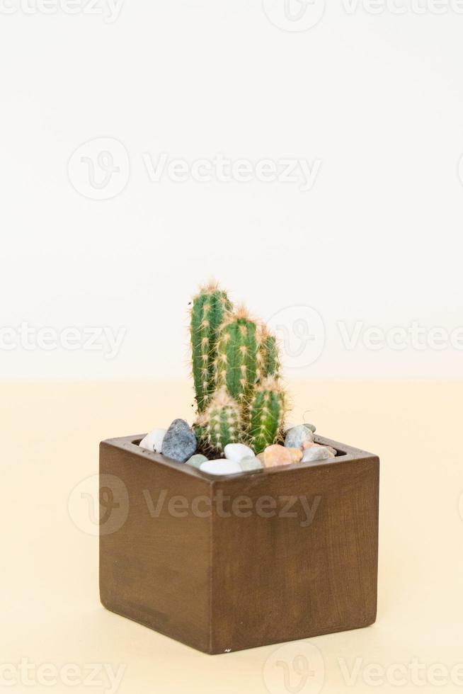 Homemade potted plant on a white and yellow background photo