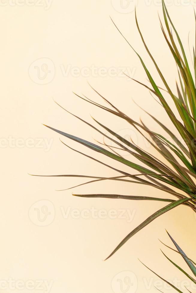 Homemade potted plant on a white and yellow background photo
