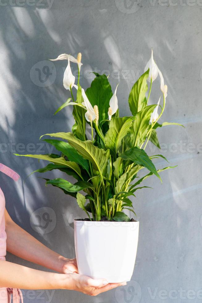 A home plant in a pot in your hands photo