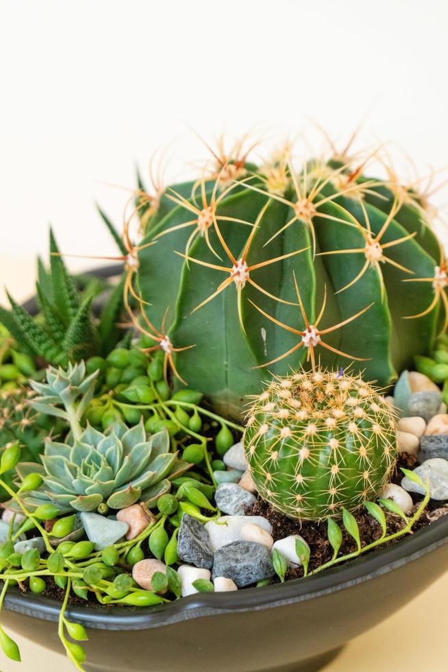 Homemade potted plant on a white and yellow background photo