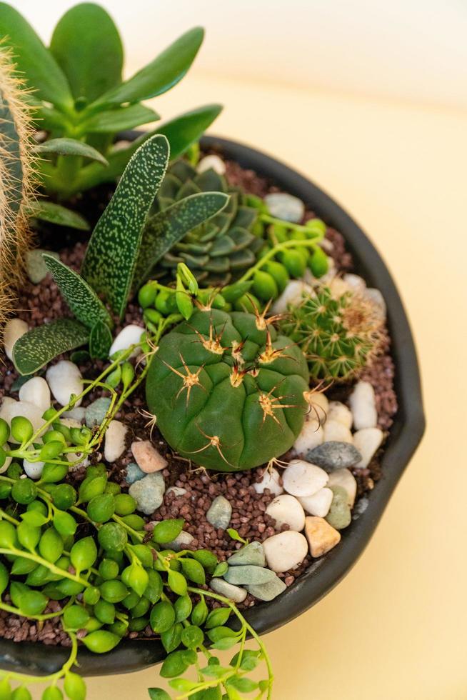 Homemade potted plant on a white and yellow background photo