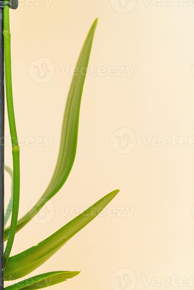 planta en maceta casera sobre un fondo blanco y amarillo foto