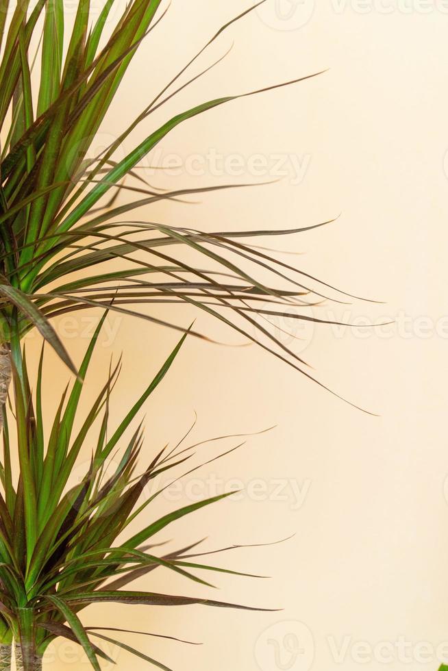 Homemade potted plant on a white and yellow background photo