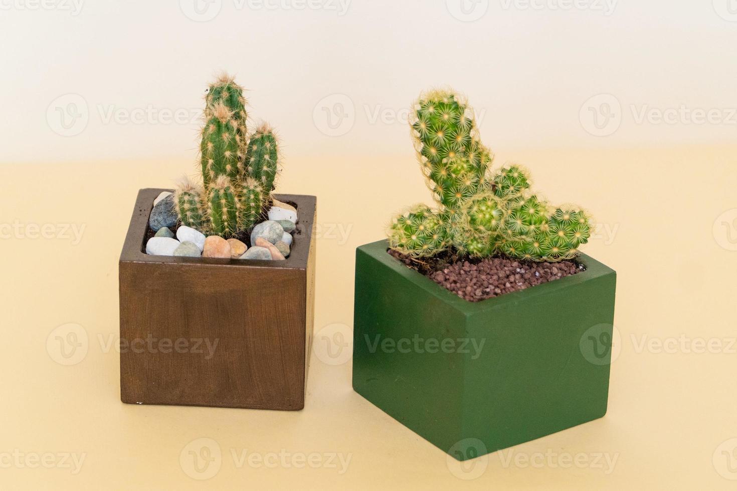 Homemade potted plant on a white and yellow background photo