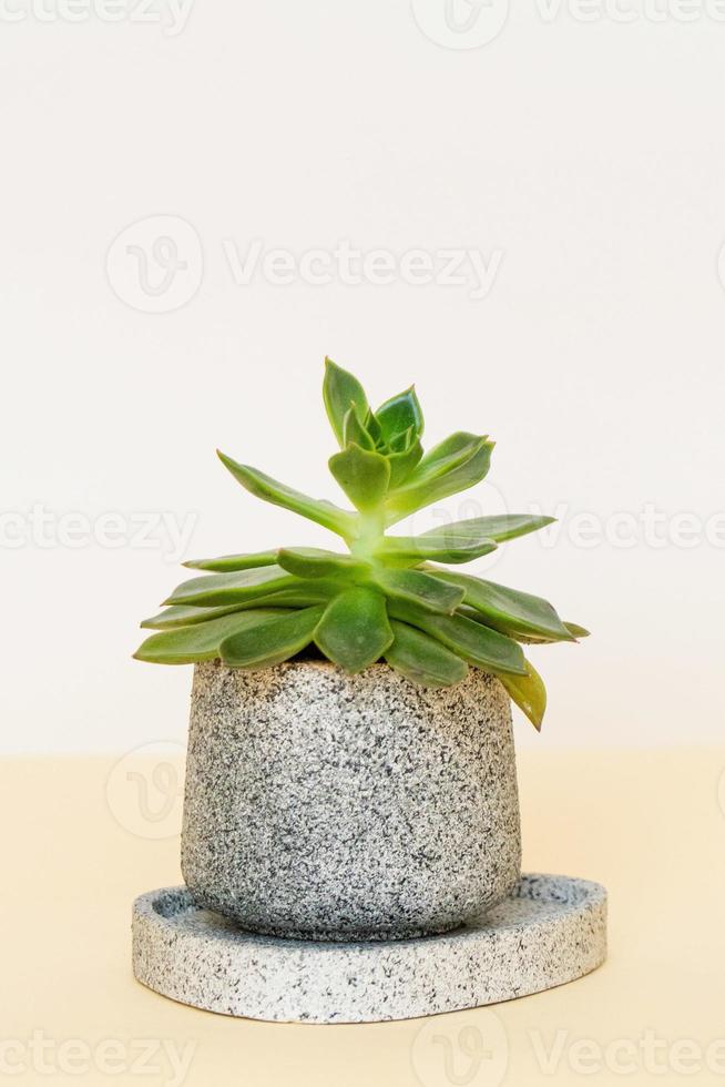 Homemade potted plant on a white and yellow background photo