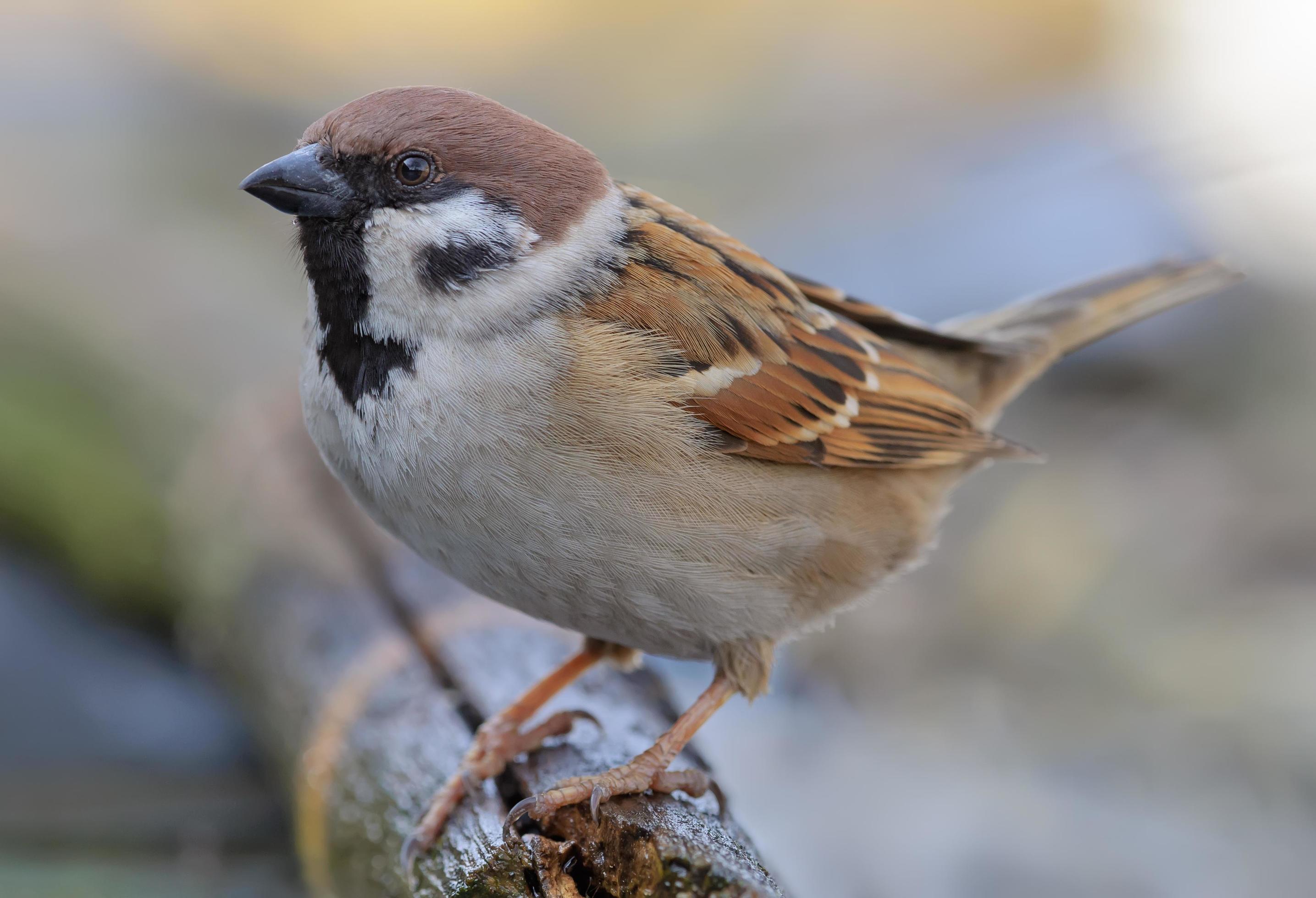 Eurasian tree sparrow passer montanus posing for a very close and tight