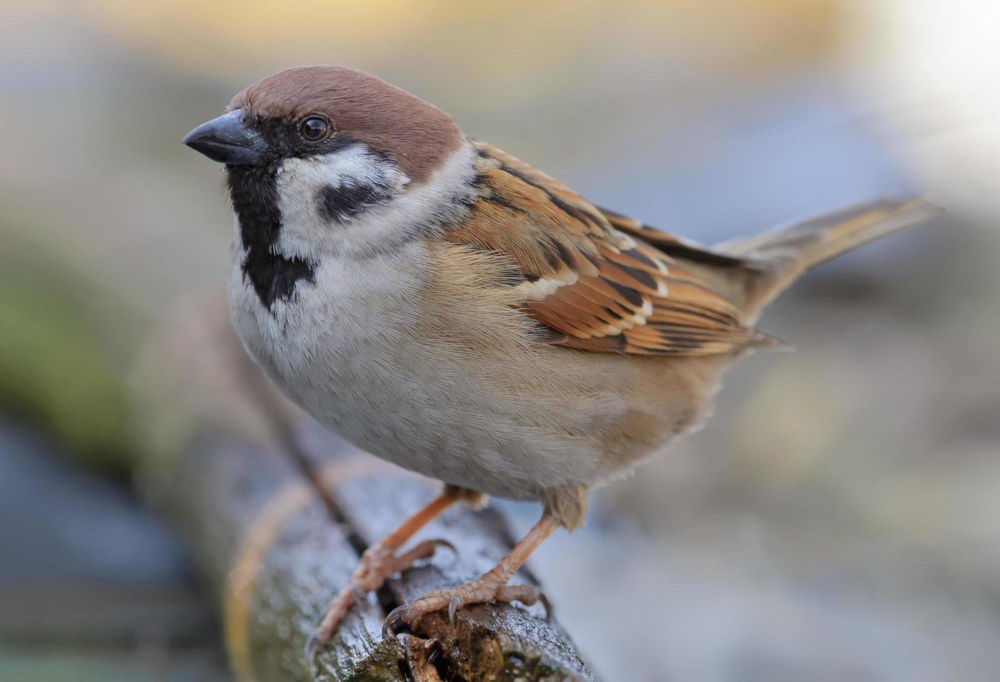 Gorrión de árbol euroasiático passer montanus posando para un retrato muy cercano y apretado foto