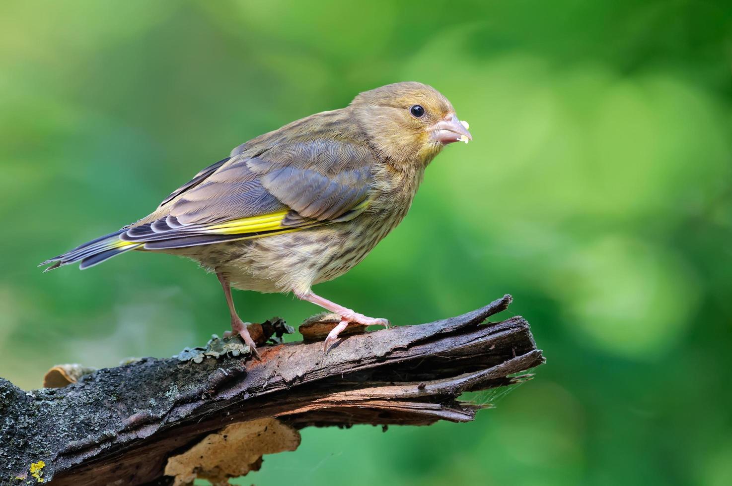 Young European Greenfinch Chloris chloris sitting on dry old looking branch with clean green background photo