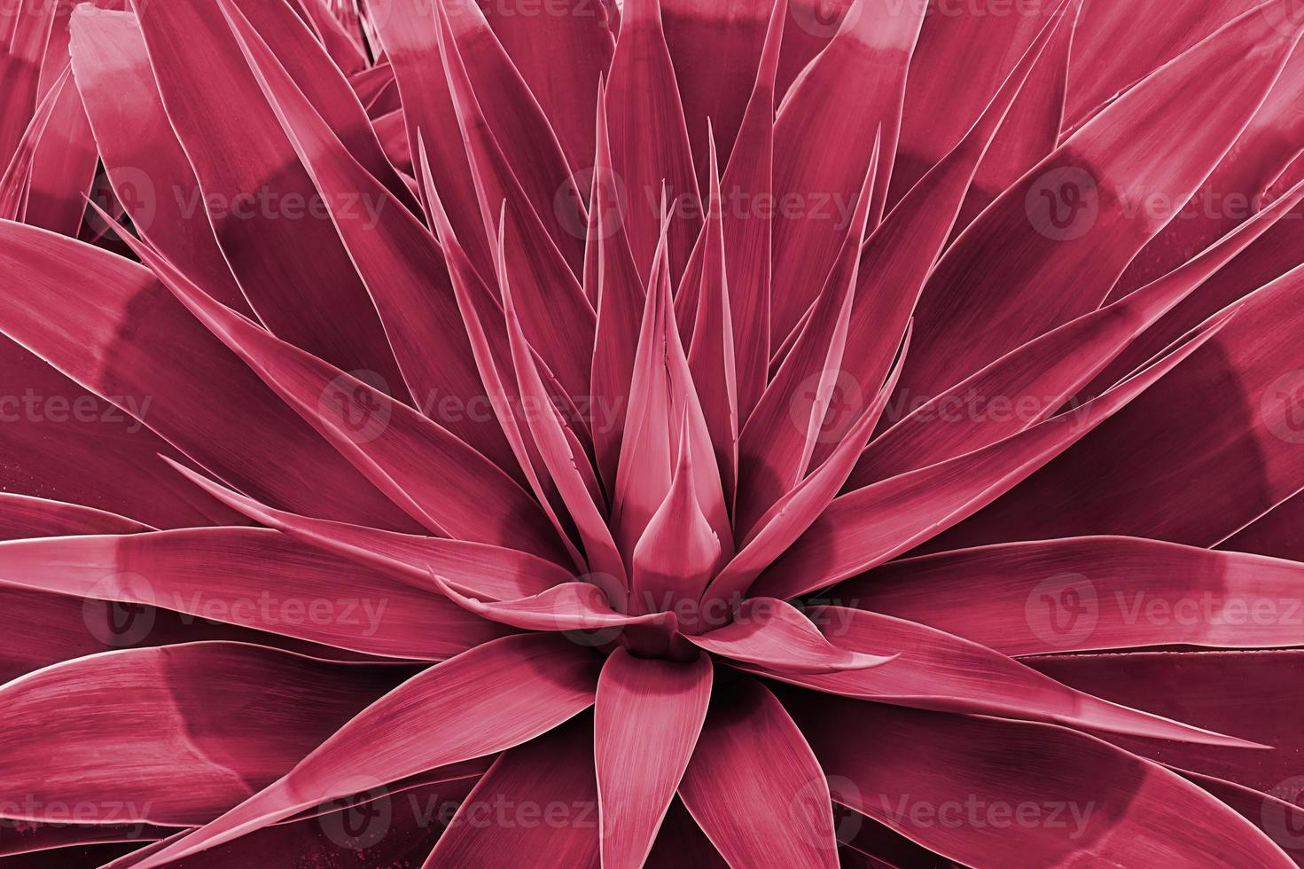 Agave leaves rosette closeup. Abstract floral pattern. Wild agave plant Fox Tail. Image toned in color of year 2023 Viva Magenta. photo