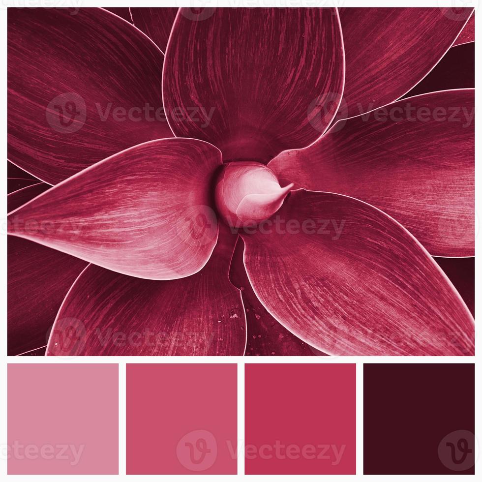 Color palette of agave plants colored by Viva Magenta tone 2023. Trendy pink and magenta swatches of similar colours. photo