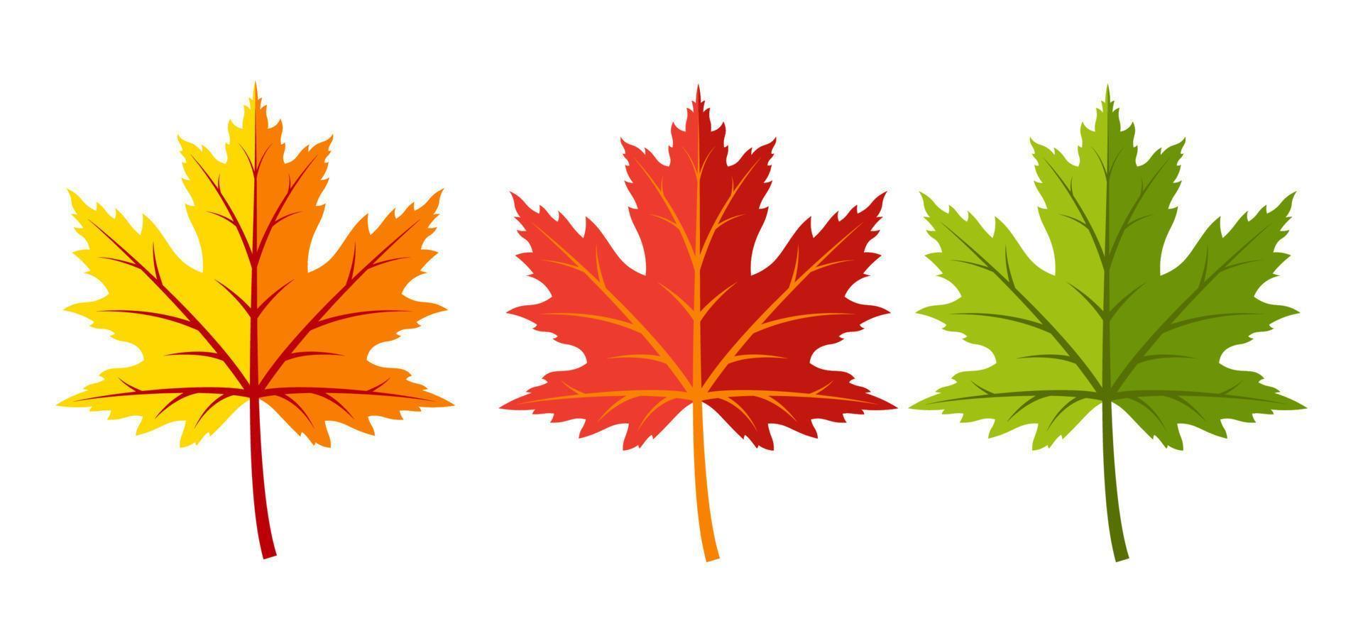 Maple leaves in yellow, red and green. Vector image.