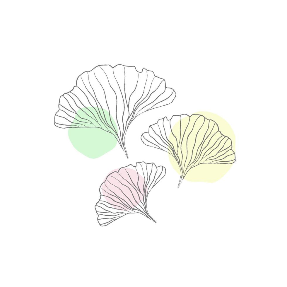 hojas de ginkgo biloba con manchas de color aisladas en blanco. esquema mínimo para la marca. hermoso diseño de estilo asiático para logotipo, textil, papel tapiz, envoltura, etc. vector
