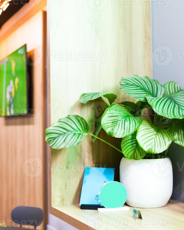 beautiful green plant on the bar table photo