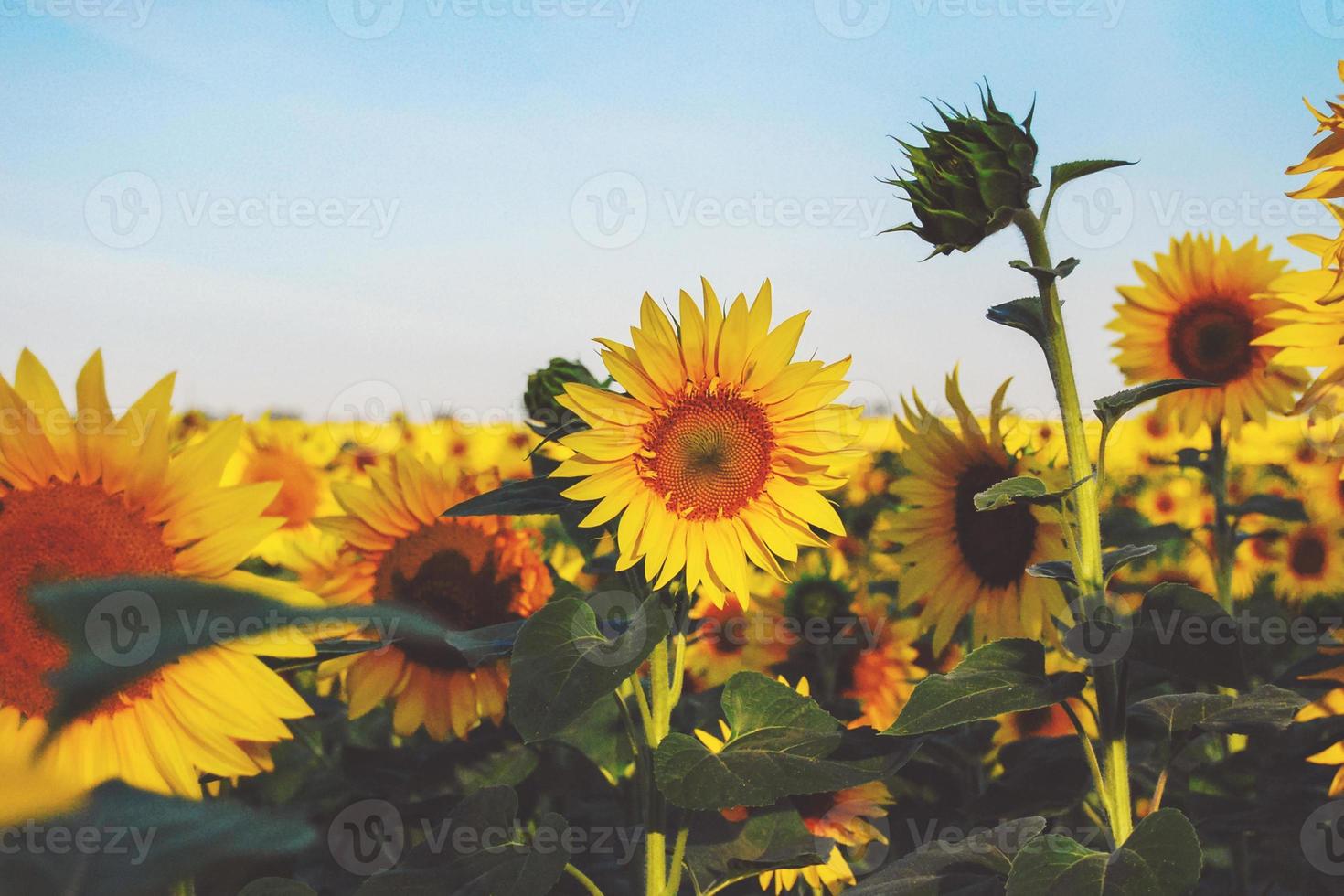 Sunflower field, yellow flowers in the light of setting sun, stock photo