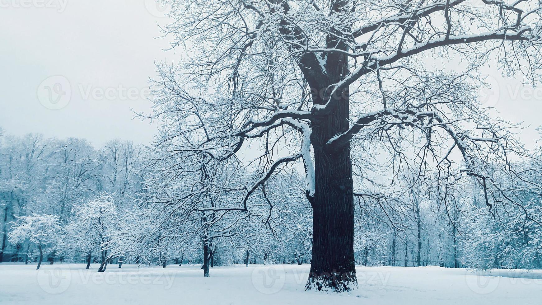 Old tree in winter park, snow covered branches photo