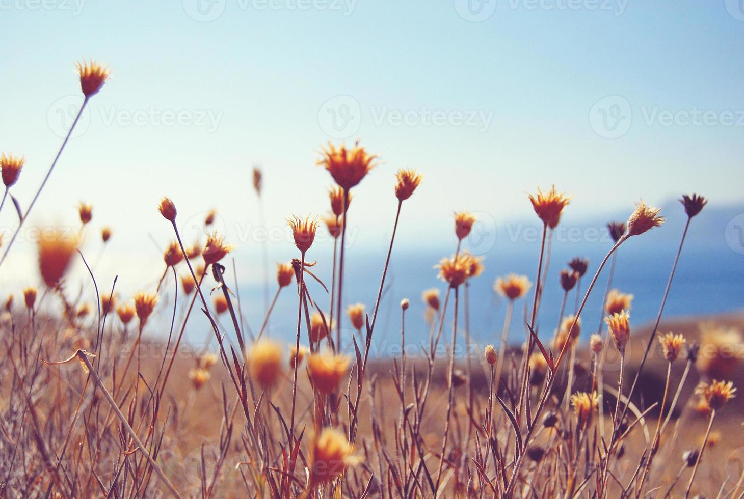 Dry flowers and herbs field against blue sea and sky background photo