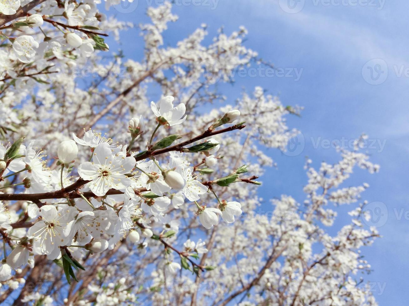 Blooming plum tree in blue sunny sky photo