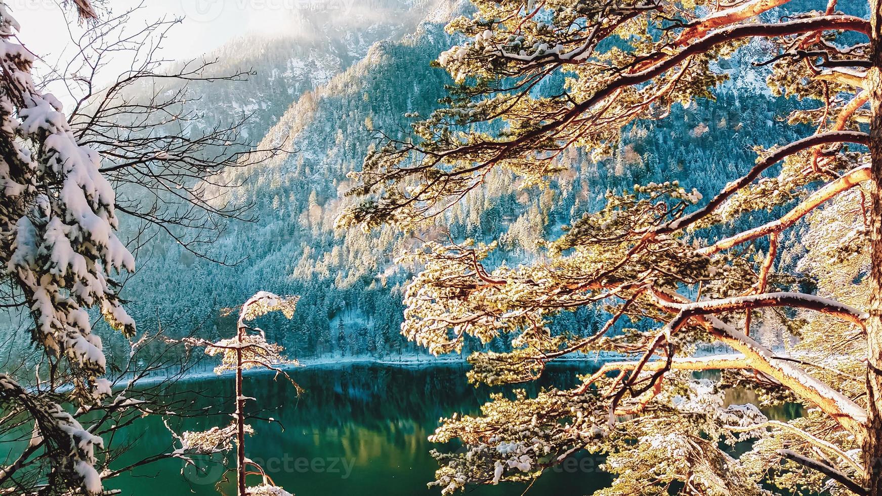 Pine tree by the lake in winter forest photo