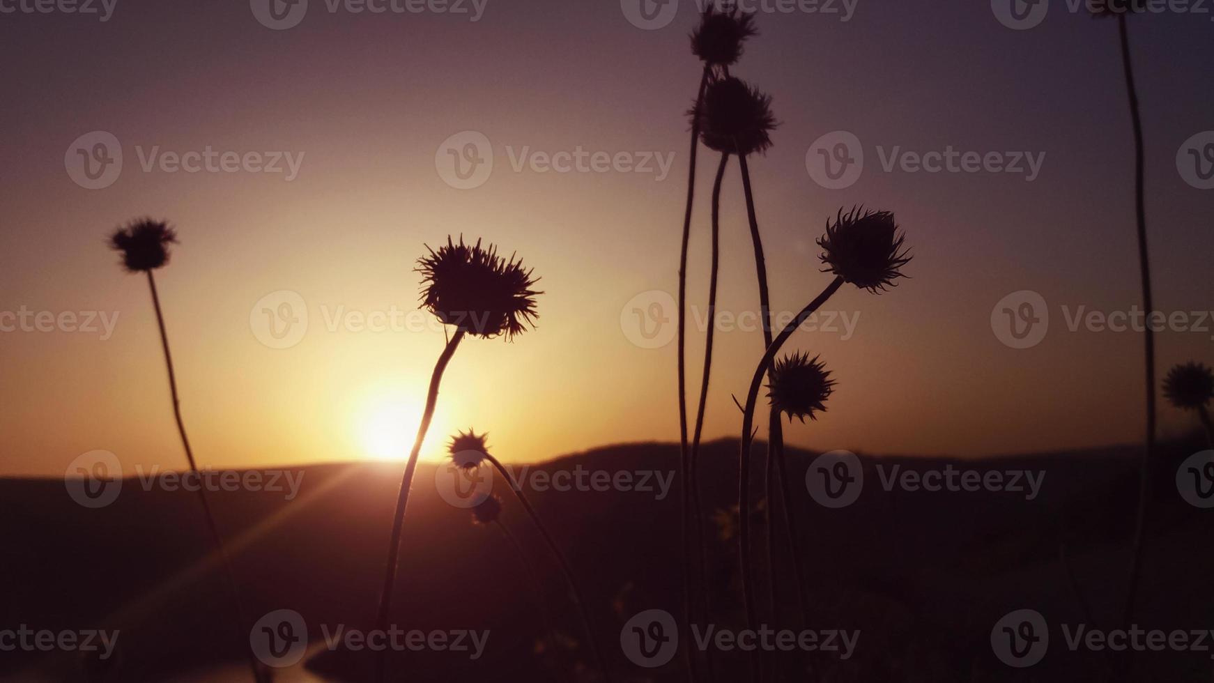 Thistle flowers silhouettes against evening sky at sunset photo