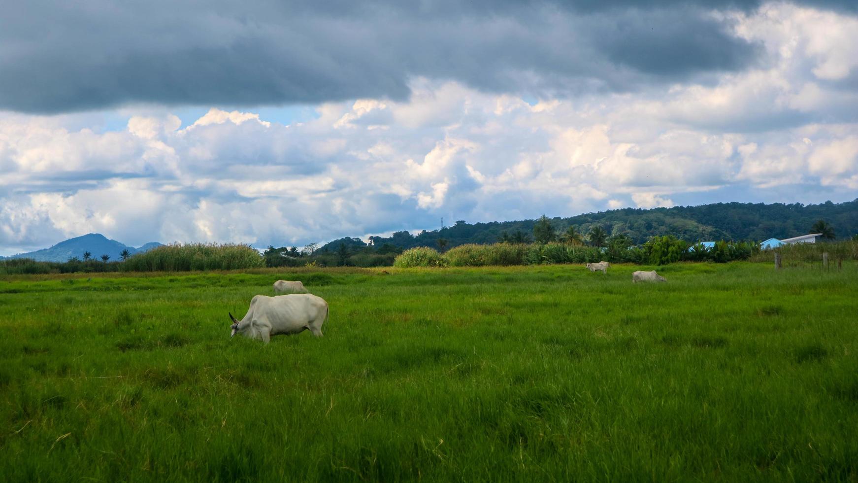 cows eating in the middle of green grass photo