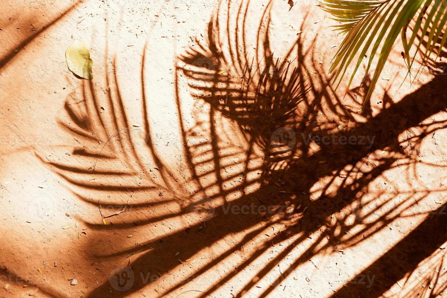 shadow of a palm tree, the contrast of light shine photo