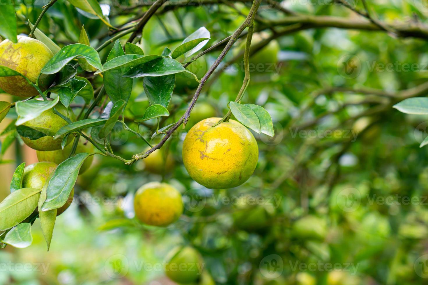fresh tangerine orange on tree photo
