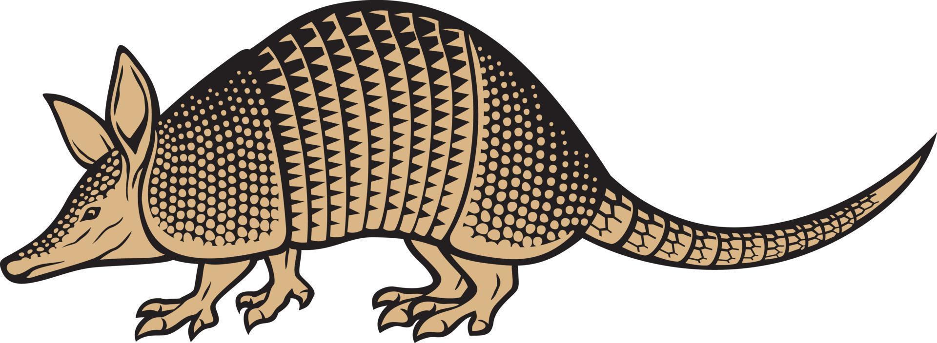 color animal armadillo. ilustración vectorial vector