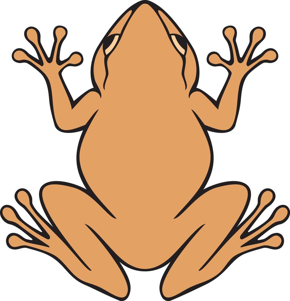 Common Coqui Frog Color. Vector Illustration.