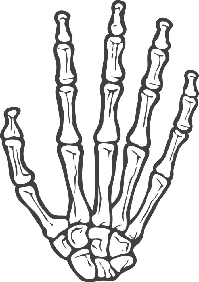 Human Skeleton Hand - Bones. Vector Illustration.