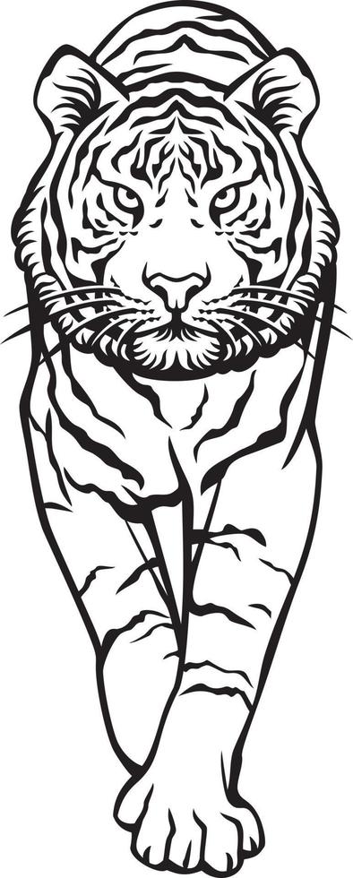 Tiger Walking Black and White - Front Side. Vector Illustration.