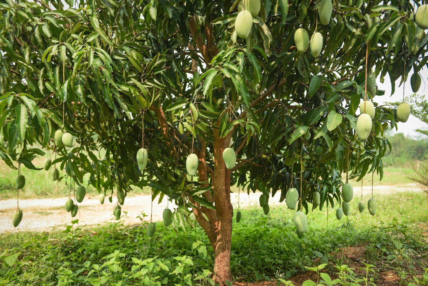 Mango tree - raw green mangoes hanging on tree with leaf background in summer fruit garden orchard photo