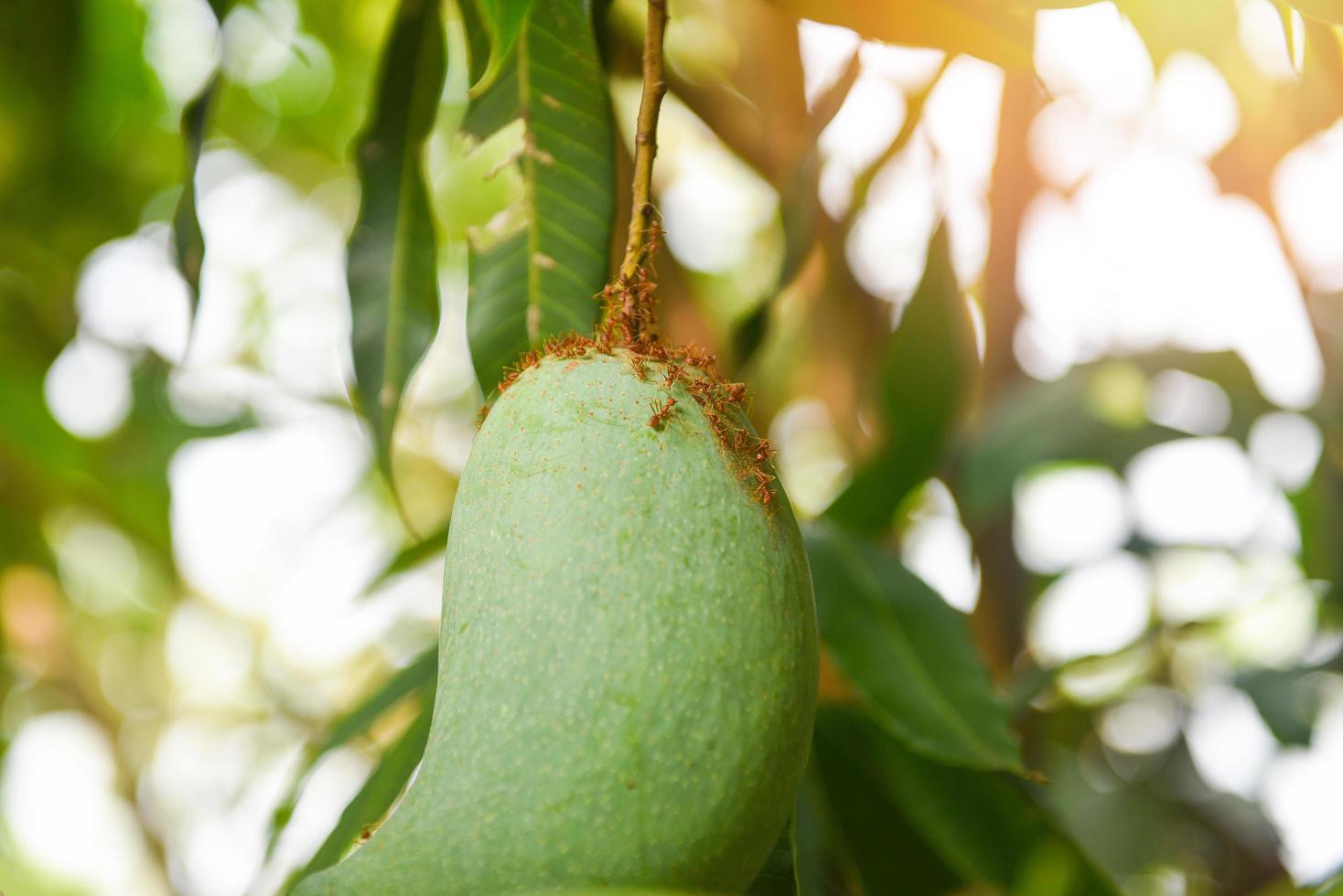 mango crudo colgado en el árbol con fondo de hoja en el huerto del jardín de frutas de verano - hormiga roja en el árbol de mango foto
