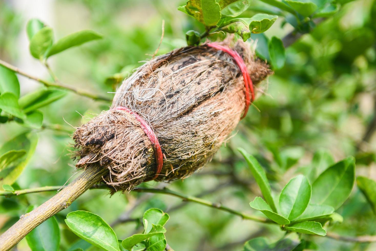 Lime propagation - grafting tree plant on lemon tree branch in organic agriculture farm photo