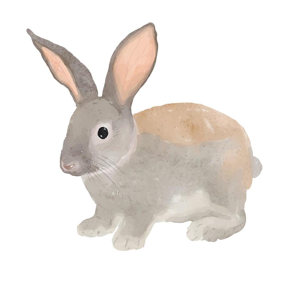 Rabbit or bunny hand painted watercolor illustration isolated on white background. vector