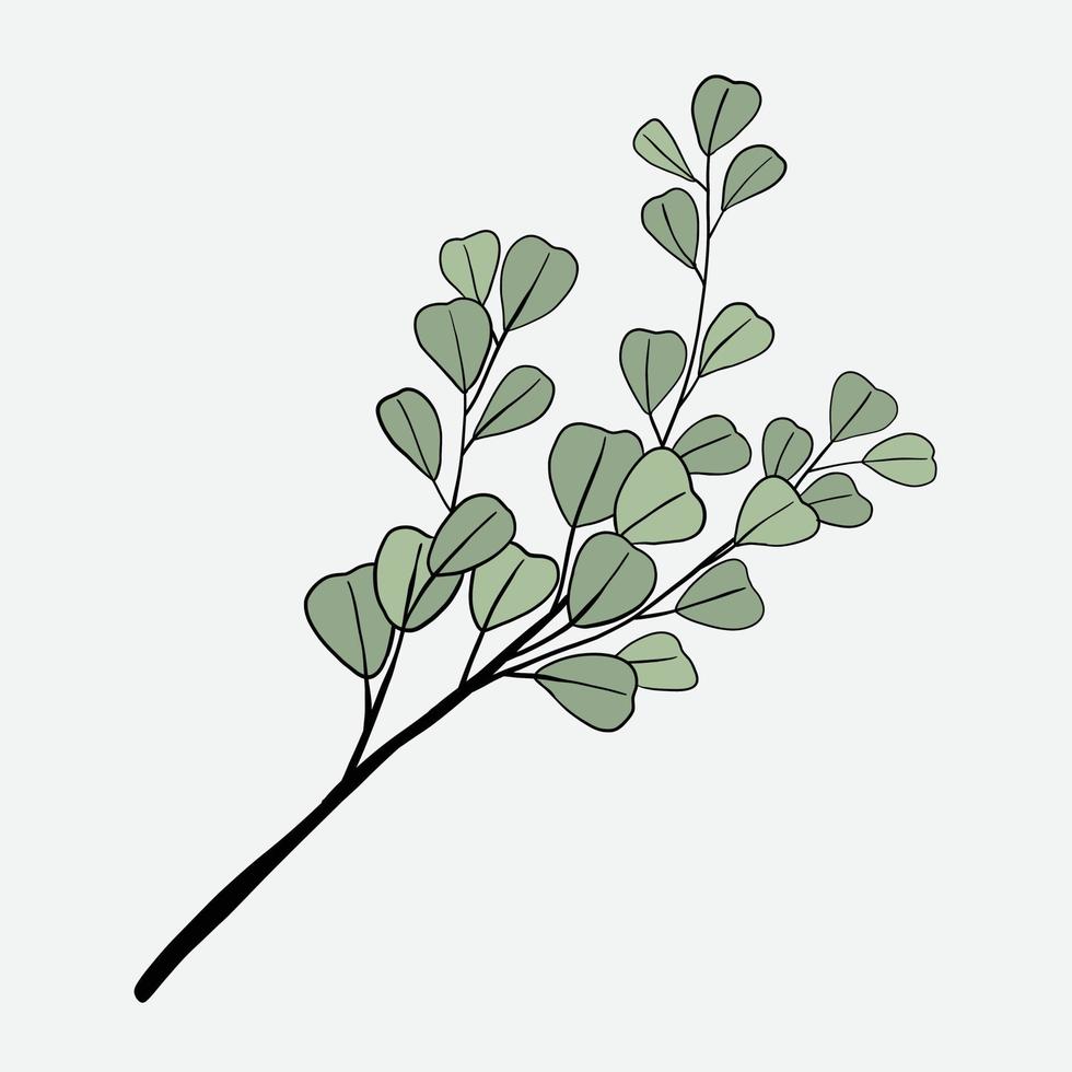Freehand drawing of Eucalyptus branch. vector
