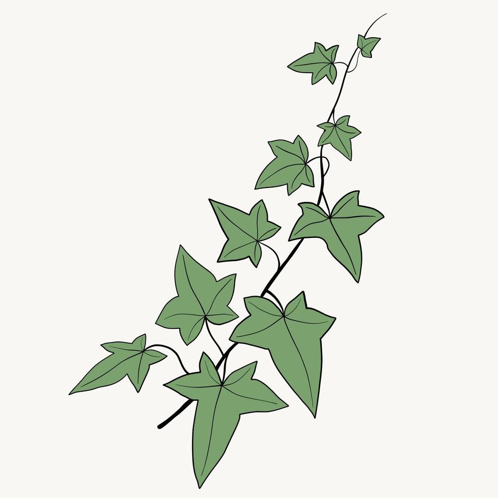 Floral ivy drawing decorative ornament flat design. vector