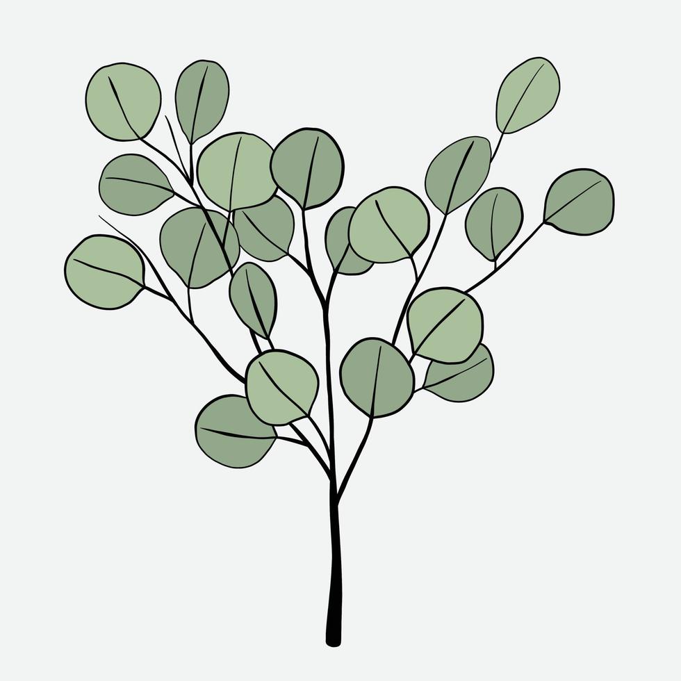 Freehand drawing of Eucalyptus branch. vector