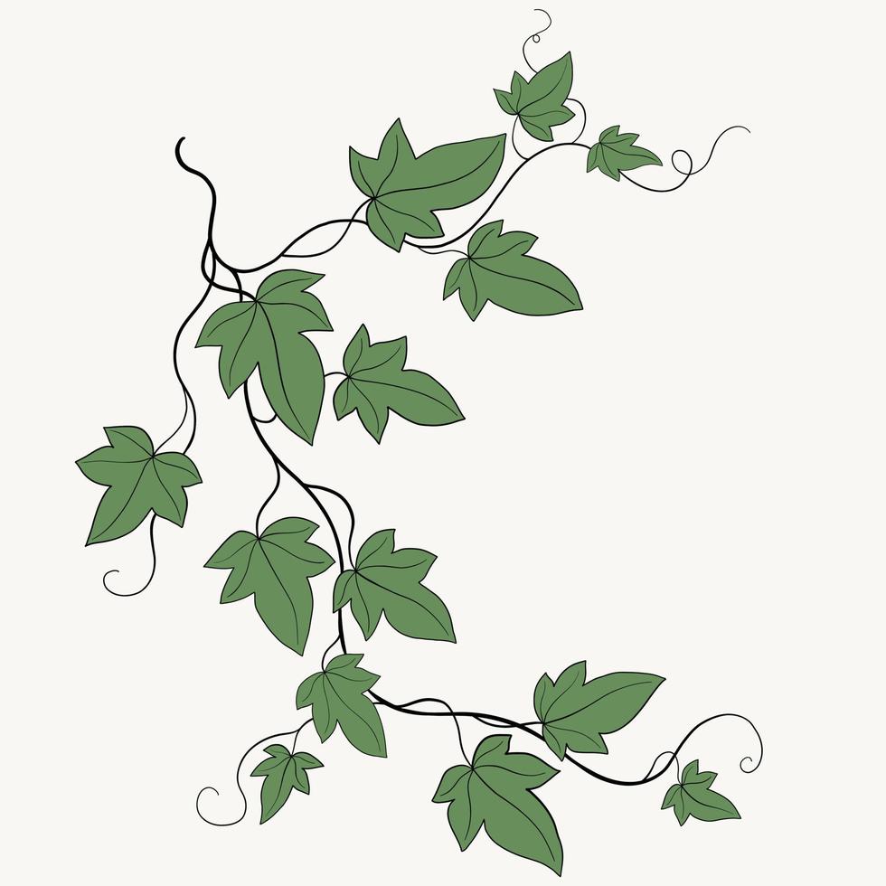 Floral ivy drawing decorative ornament flat design. vector