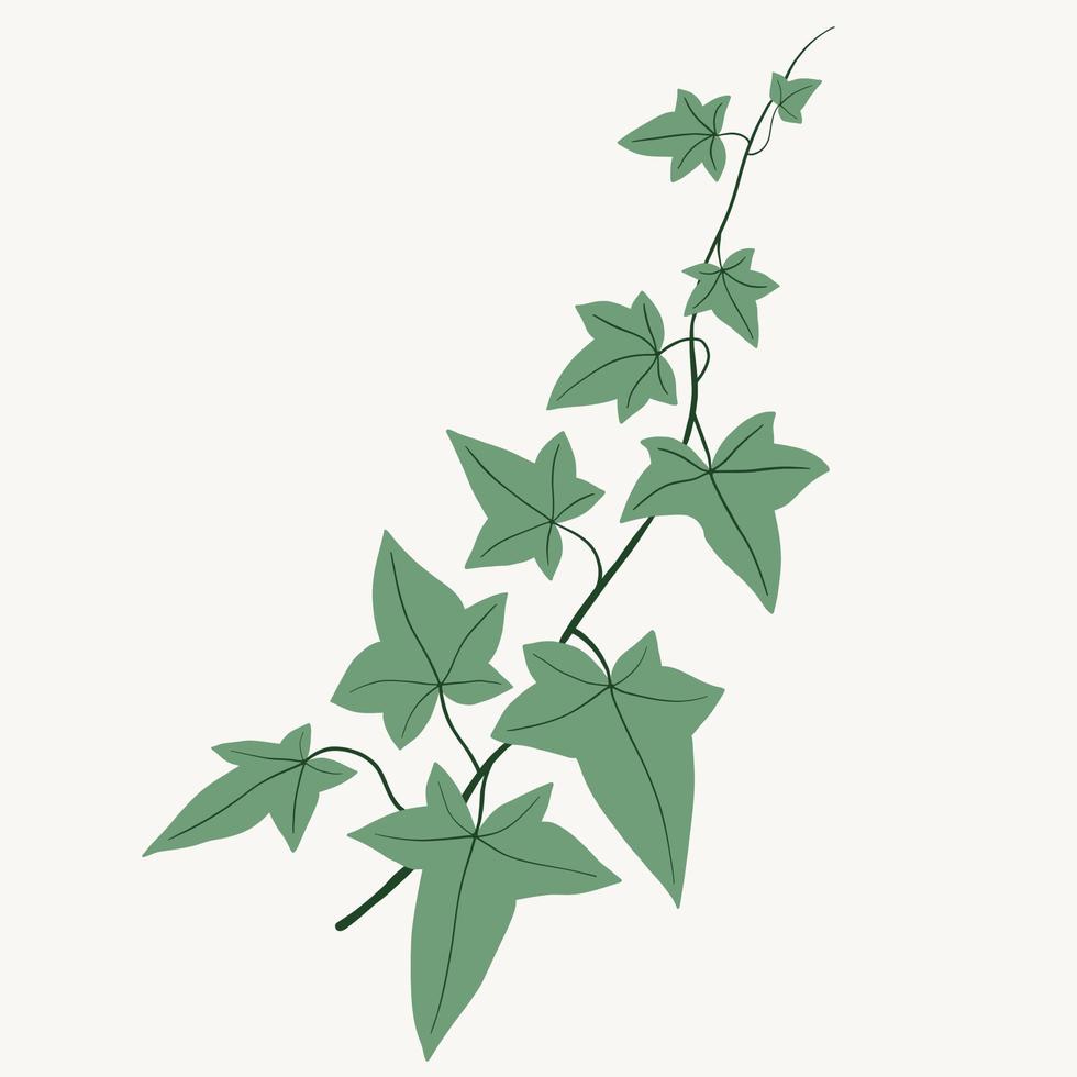Floral ivy drawing decorative ornament flat design. vector