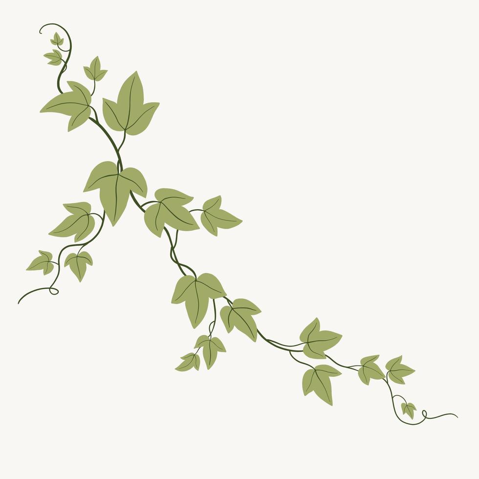 Floral ivy drawing decorative ornament flat design. vector