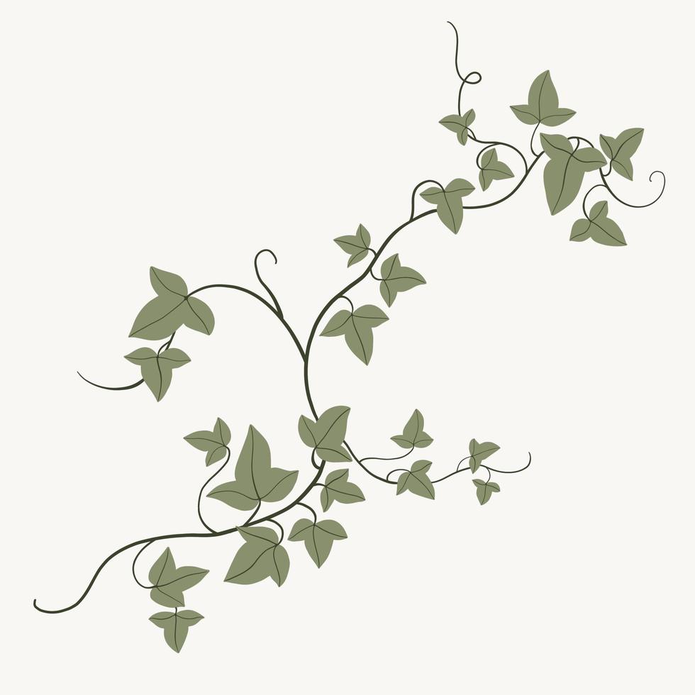 Floral ivy drawing decorative ornament flat design. vector