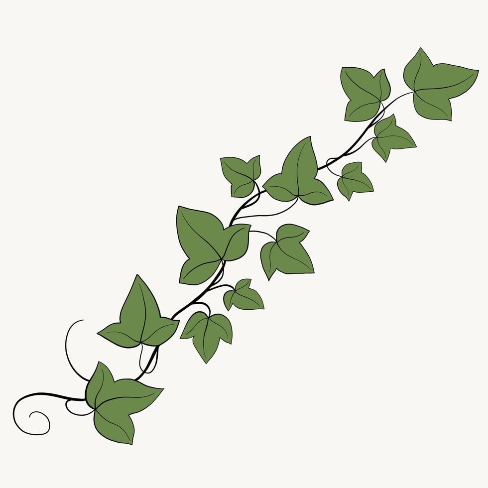 Floral ivy drawing decorative ornament flat design. vector