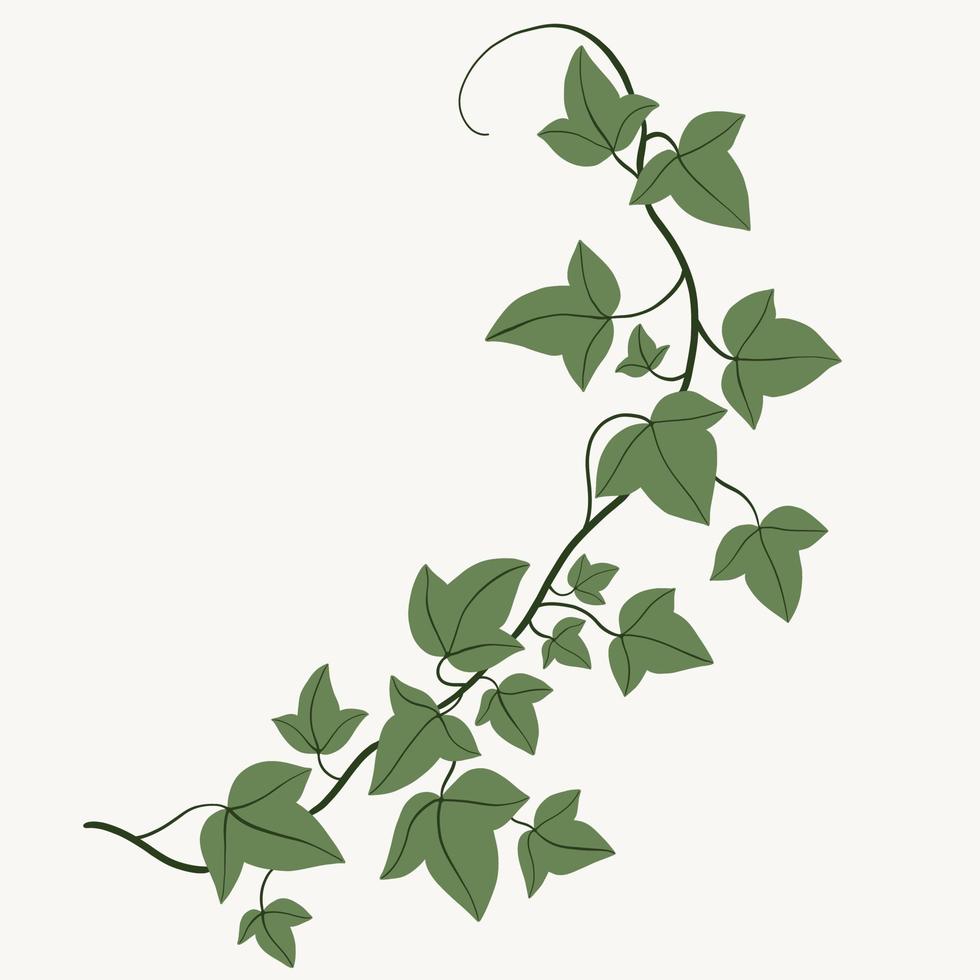Floral ivy drawing decorative ornament flat design. vector