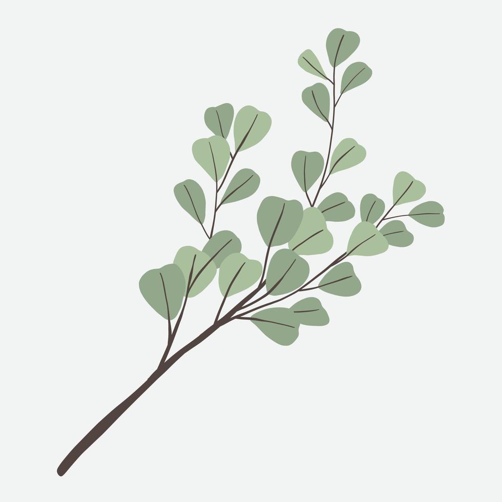 Freehand drawing of Eucalyptus branch. vector