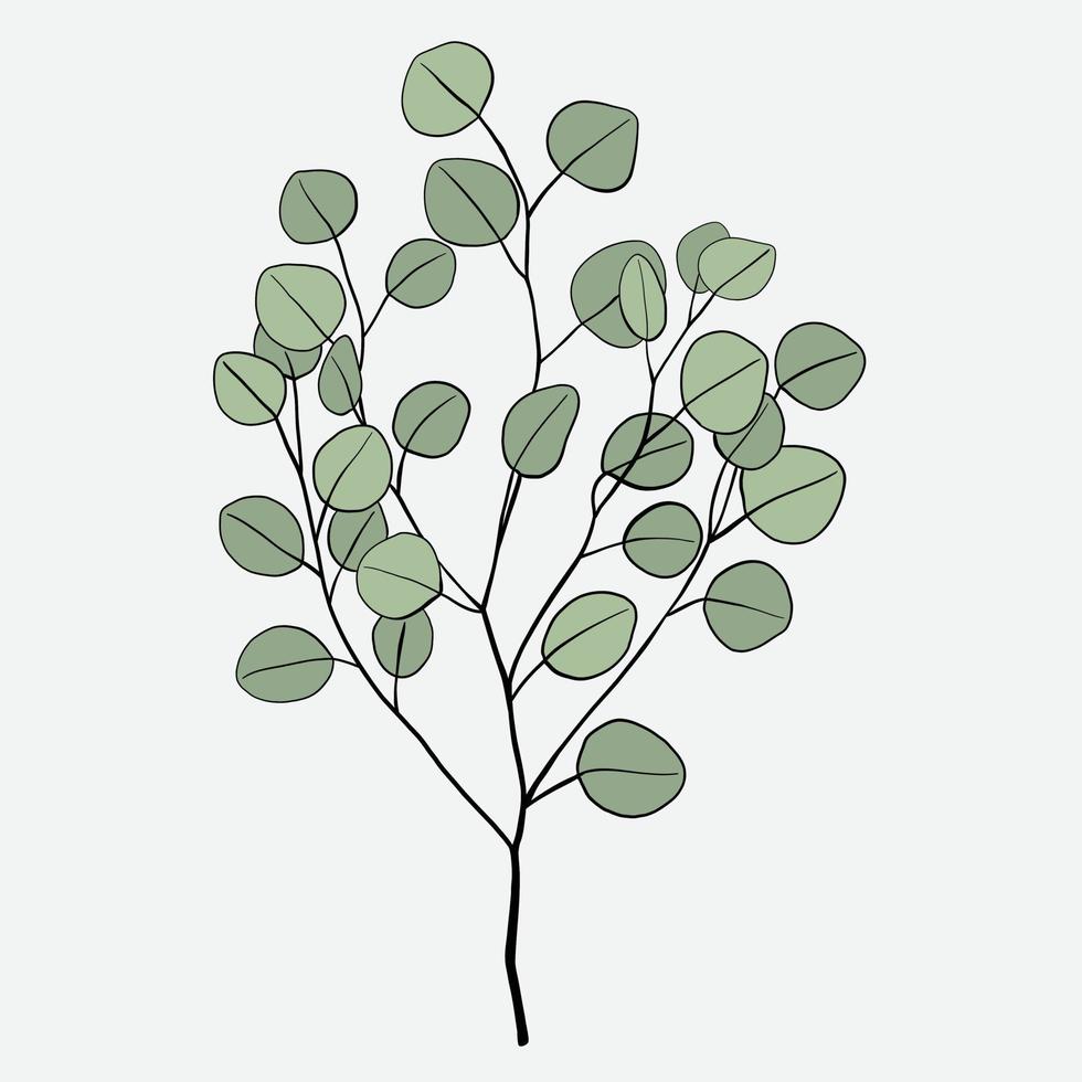Freehand drawing of Eucalyptus branch. vector