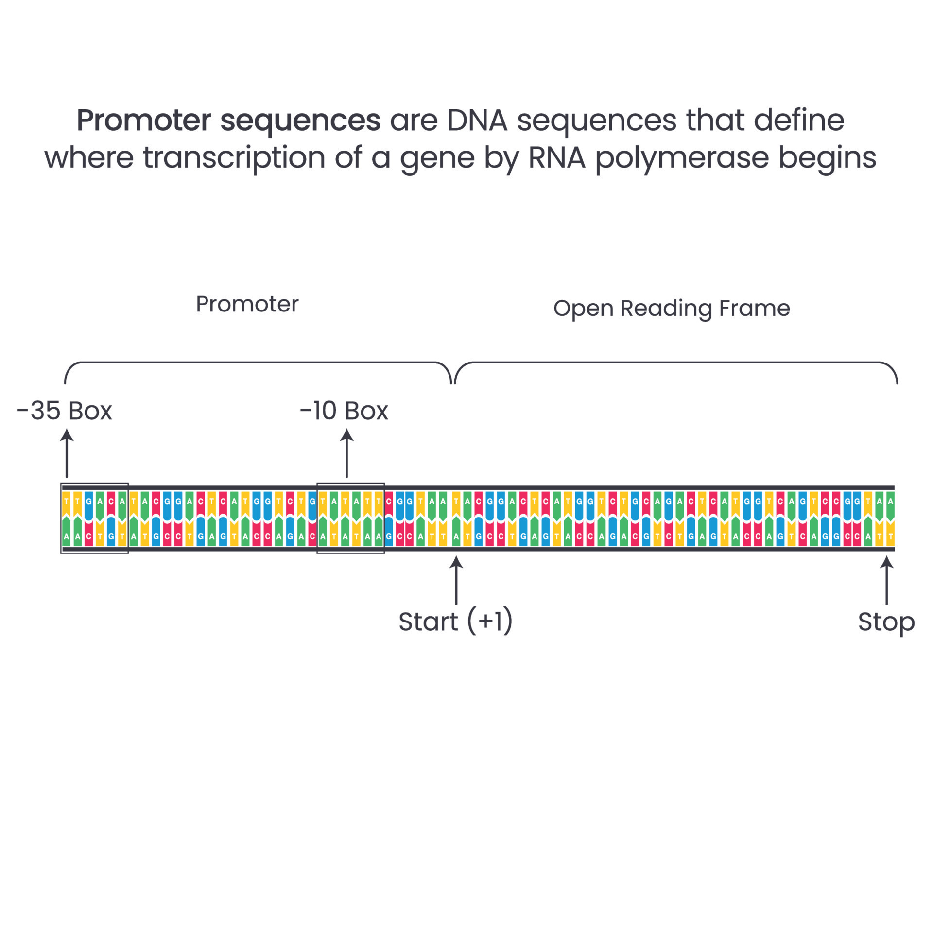 Unbelievable! How Many 8 Base Dna Sequences Exist? - dcqj10o