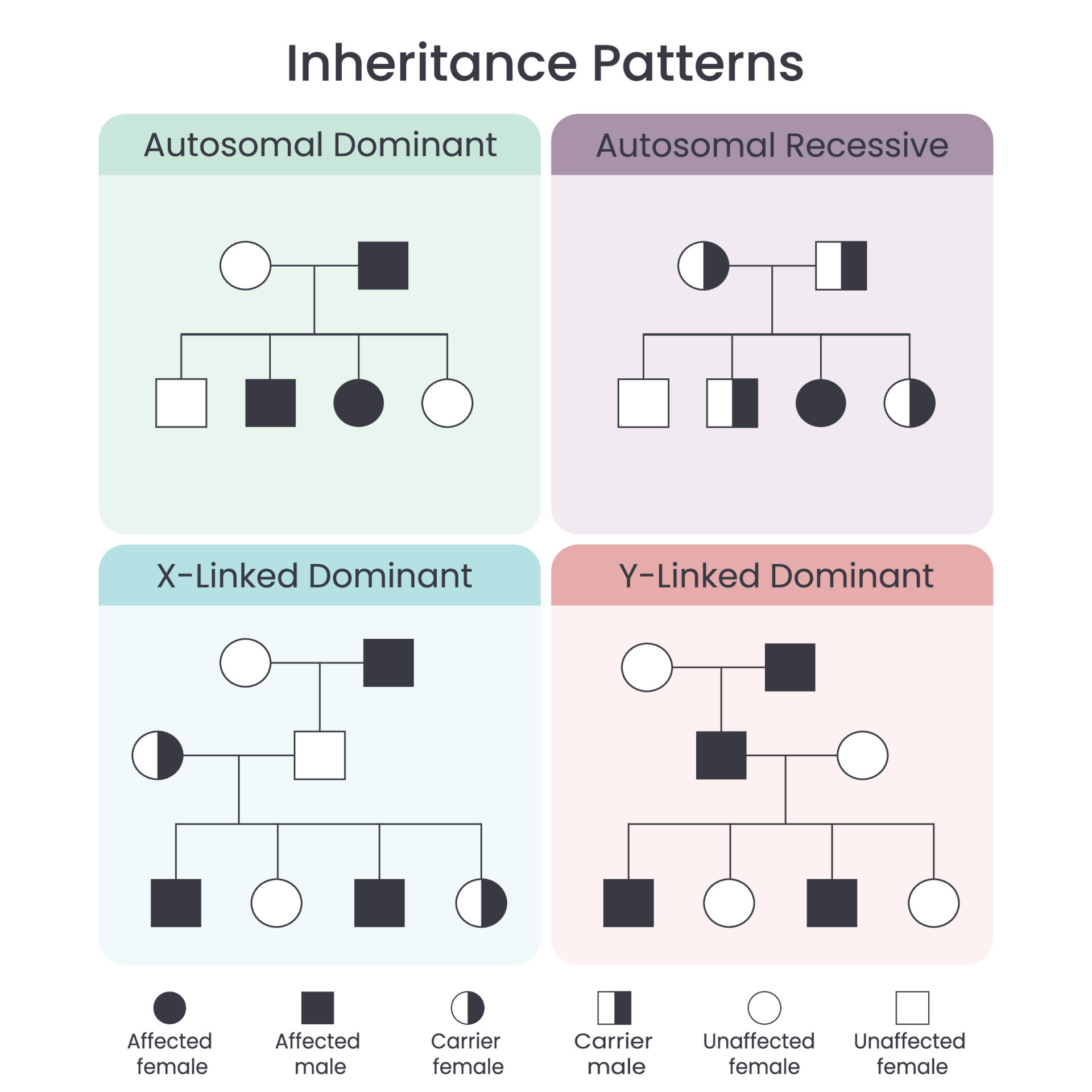 Genetic Inheritance Patterns Scientific Vector Illustration Infographic 